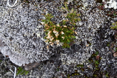 Cherleria biflora