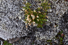 Cherleria biflora