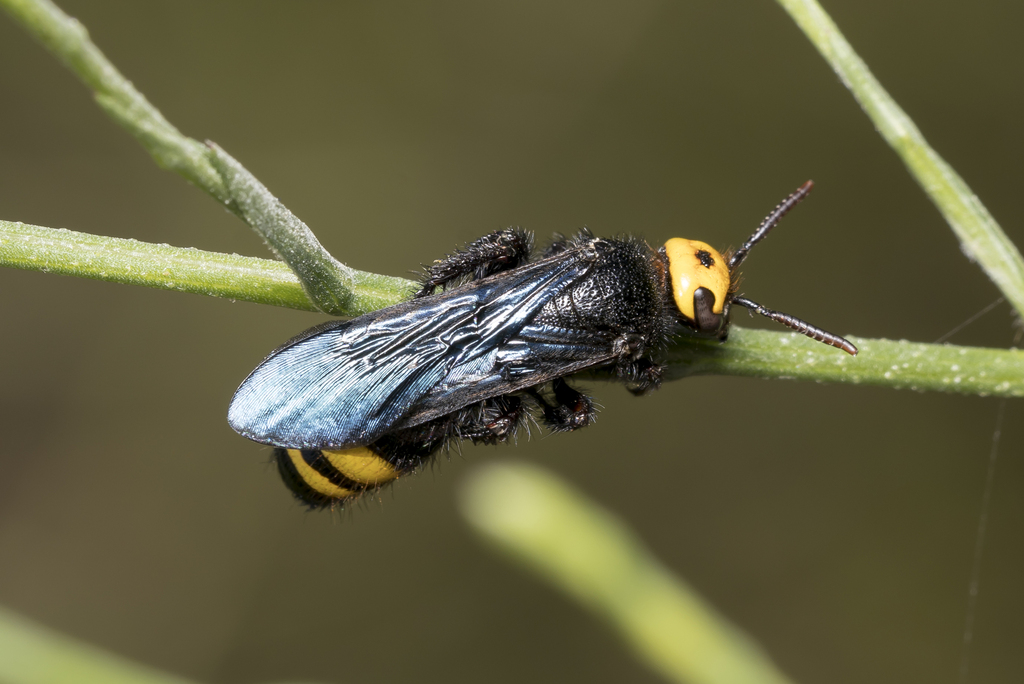 Scolia anatoliae