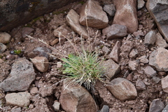 Festuca auriculata