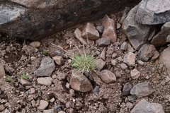 Festuca auriculata