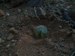 Bulbine mesembryanthemoides