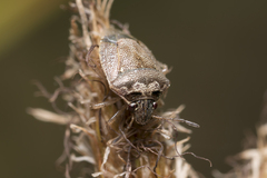 Eysarcoris ventralis