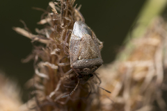 Eysarcoris ventralis