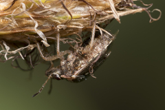 Eysarcoris ventralis