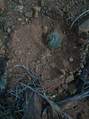 Bulbine mesembryanthemoides