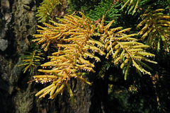 Chrysomyxa rhododendri