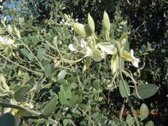 Cadaba fruticosa
