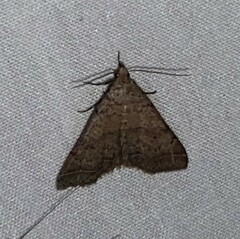 Bleptina caradrinalis