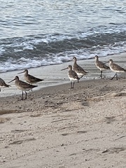 Limosa