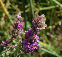 Polyommatus corydonius