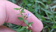 Scutellaria racemosa