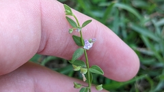 Scutellaria racemosa