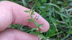 Scutellaria racemosa