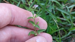 Scutellaria racemosa