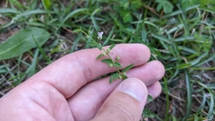 Scutellaria racemosa