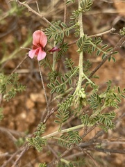 Indigofera heterotricha