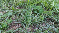 Scutellaria racemosa