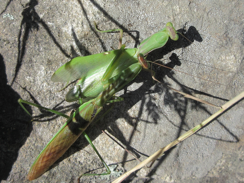 Chinese Mantis, 대한민국 충청남도 천안시 동남구, photo 8 of 10