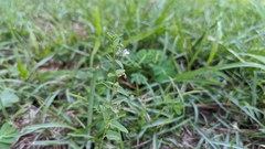 Scutellaria racemosa