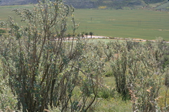 Atriplex nummularia