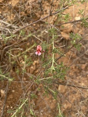 Indigofera heterotricha