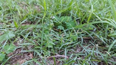 Scutellaria racemosa