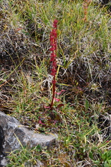 Rumex arcticus