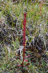 Rumex arcticus