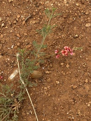 Indigofera heterotricha