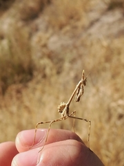Empusa pennata