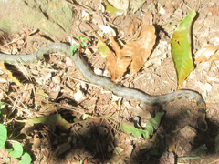 Rhabdophis tigrinus
