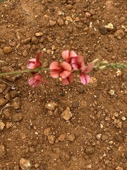Indigofera heterotricha
