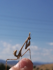 Empusa pennata