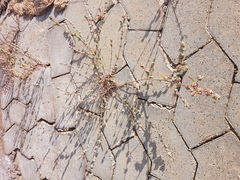 Atriplex intracontinentalis