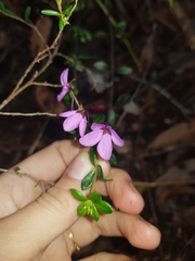Tetratheca thymifolia