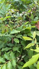 Sapindaceae