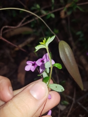 Tetratheca thymifolia