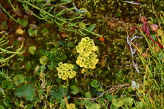 Chrysosplenium serreanum