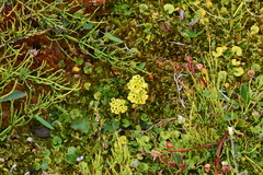 Chrysosplenium serreanum