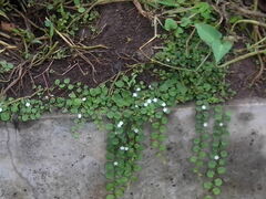 Evolvulus nummularius