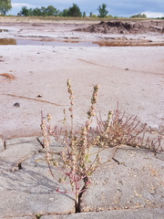 Atriplex intracontinentalis