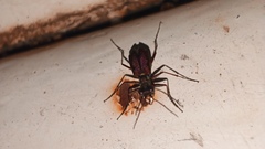 Cicindelinae