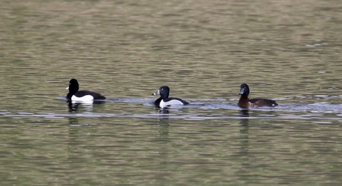 Porrón acollarado (Aythya collaris)