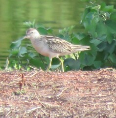 Calidris acuminata