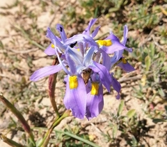 Moraea fugax