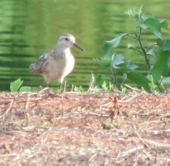 Calidris acuminata