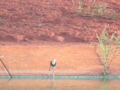Irediparra gallinacea