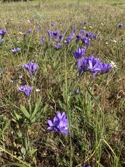 Babiana angustifolia
