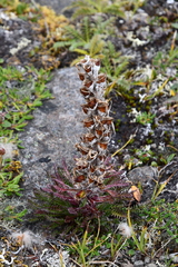 Pedicularis alopecuroides